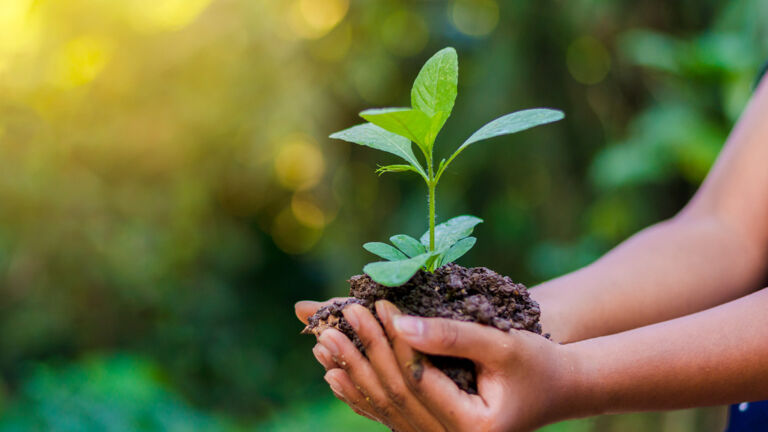 Two hands cradle a seedling to be transplanted outdoors